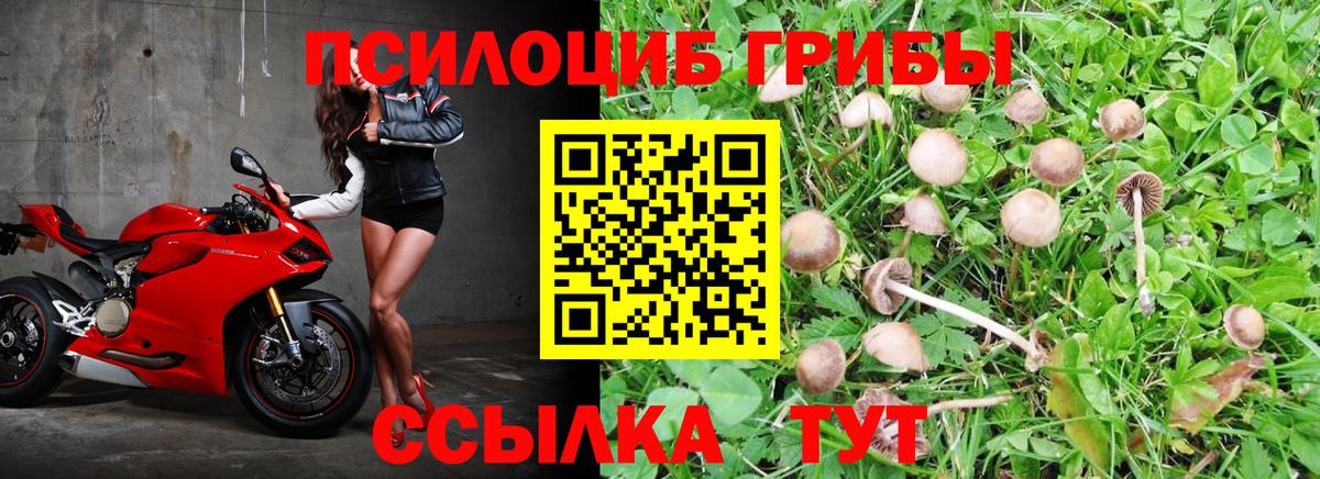 цены   Вход с VPN  Углич  Псилоцибиновые грибы GOLDEN TEACHER 